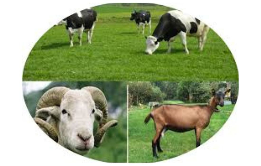 PÔLE 2 _ PRODUCTION ANIMALE (2)