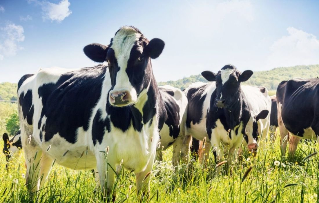 PÔLE 2 _ PRODUCTION ANIMALE (3)