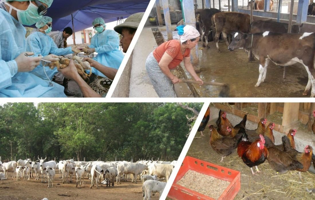 PÔLE 2 _ PRODUCTION ANIMALE (4)