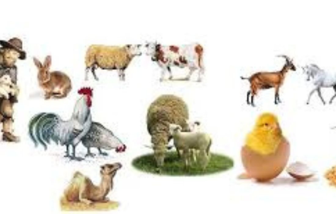 PÔLE 2 _ PRODUCTION ANIMALE